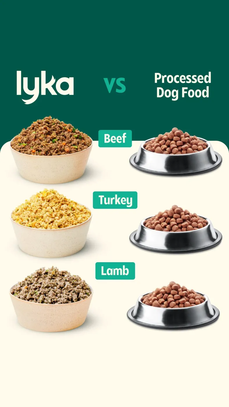 Fresh vs Processed Pet Food Comparison