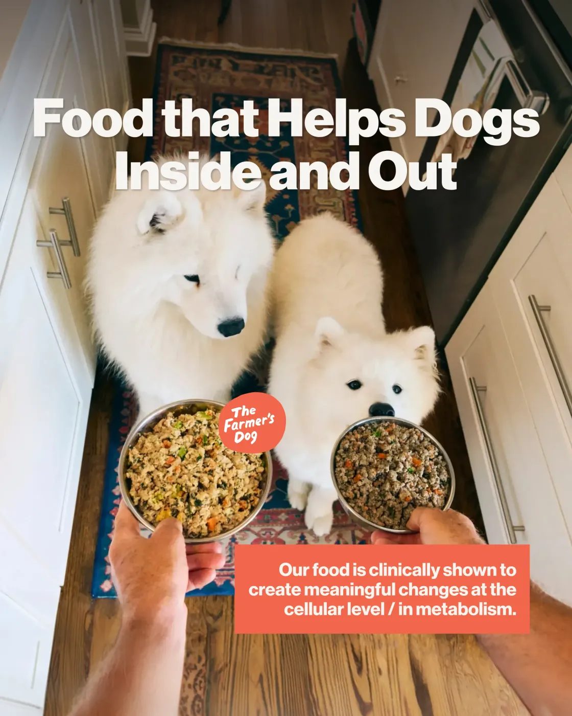 Dog Food Health Benefits Ad