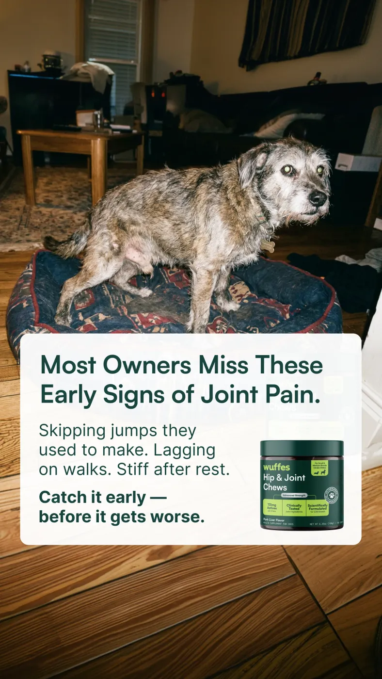 Dog Joint Pain Awareness Ad with Product Overlay