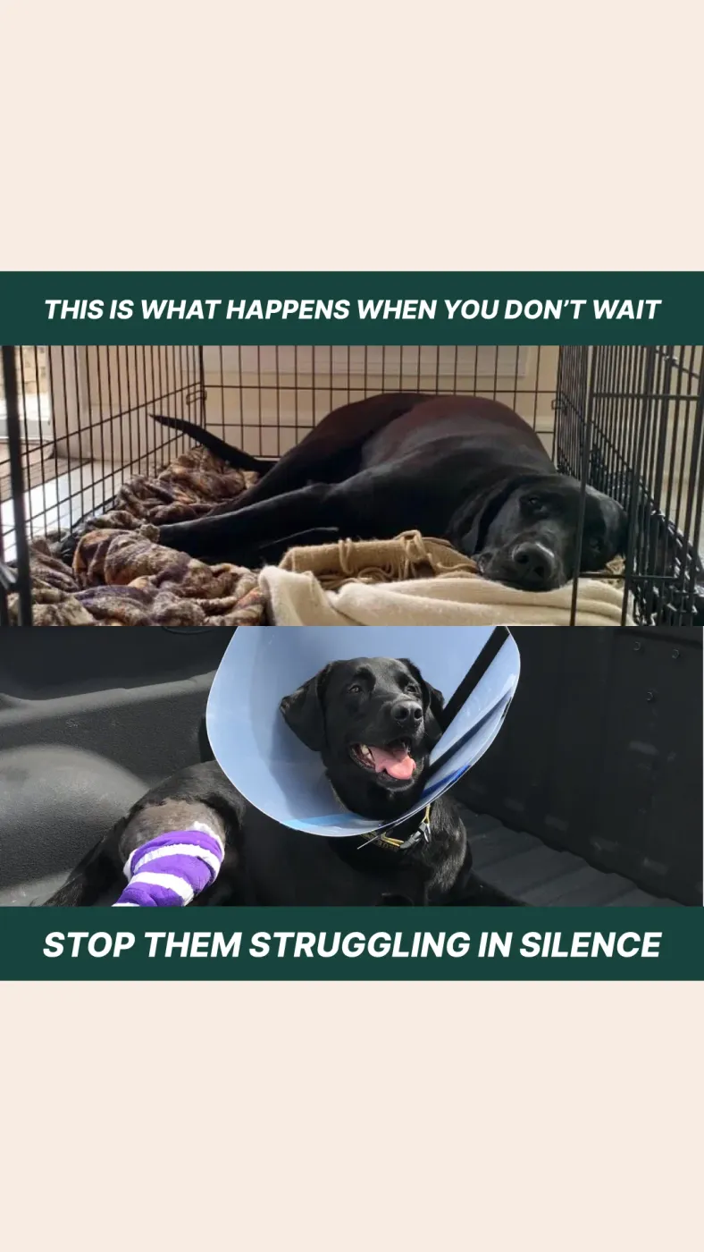 Pet Care Problem/Solution Ad