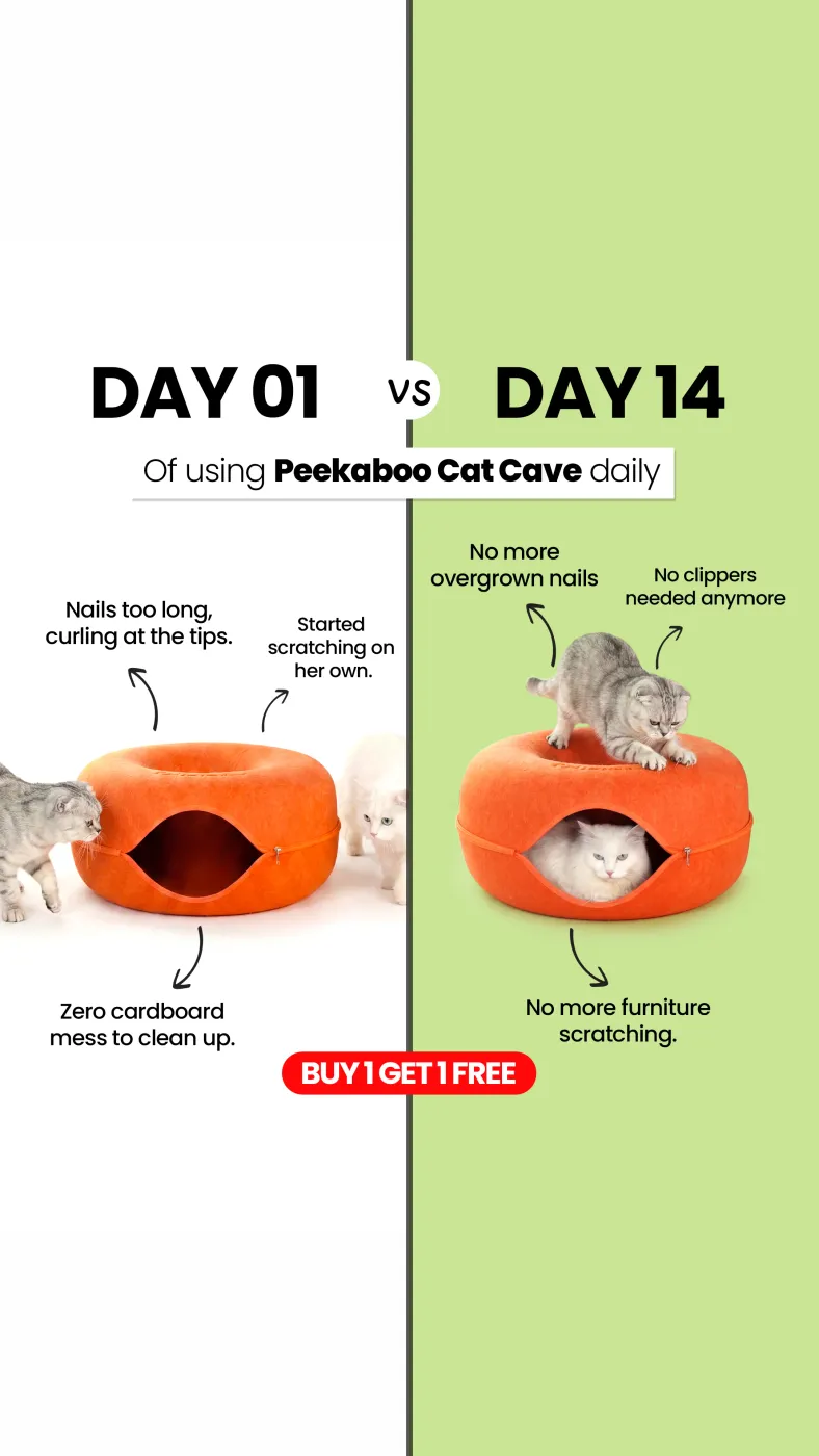 Split-Screen Day 01 vs Day 14 Comparison